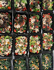 Your vegan food delivery service Beyond Pills in Columbia in Richland