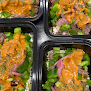 Your vegan food delivery service Clean Eatz in E 96th St Unit D, Fishers in Indiana