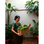 plantation